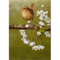 Robert E Fuller (British 1972-): 'Wren on Cherry Blossom', limited edition colour print signed and numbered 207/850, 34cm x 24cm