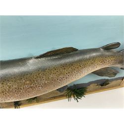 Taxidermy: Brown trout (Salmo trutta), skin mount on open display set against blue painted back drop with a gilt frame, H55cm, L89cm 