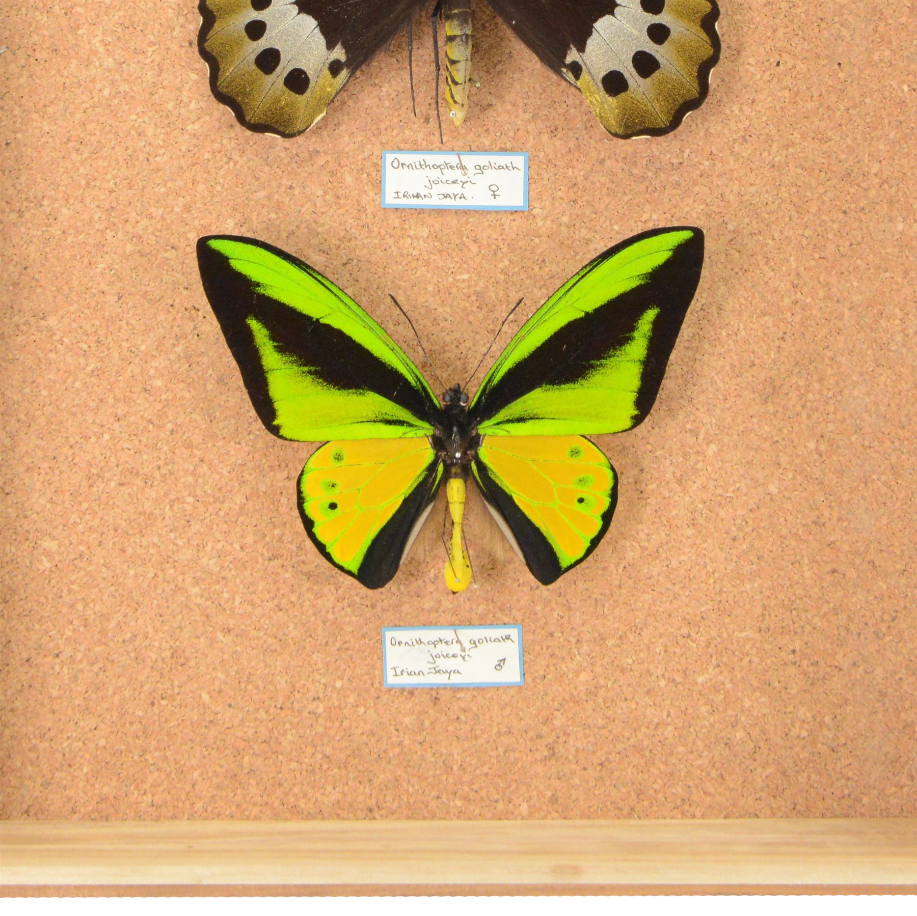 Entomology; pair of Goliath birdwing butterfly (Ornithoptera Goliath) male and female specimens, Please note due to Cities regulations this lot is available to UK buyers only, CITES annex B appendix II.