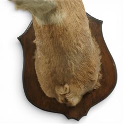 Taxidermy - Red Deer (Cervus elaphus), an adult stag shoulder mount with head turning to the right, mounted upon a wooden shield, W37cm H89cm extension 48cm 