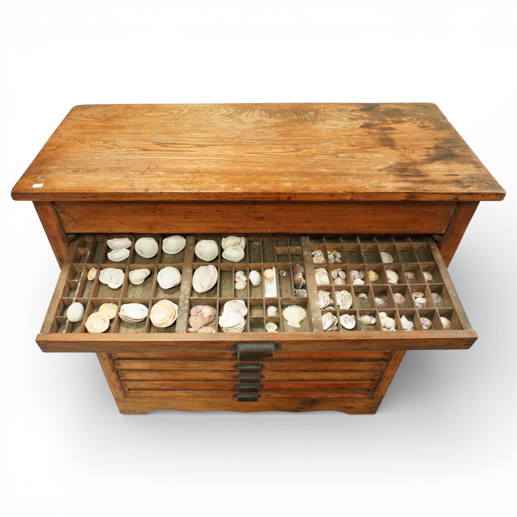 20th century oak printers cabinet, the rectangular top over a bank of twelve shallow drawers each fitted with a metal label handle, the drawers internally compartmentalised and containing an assortment of shells, raised on a shaped plinth base