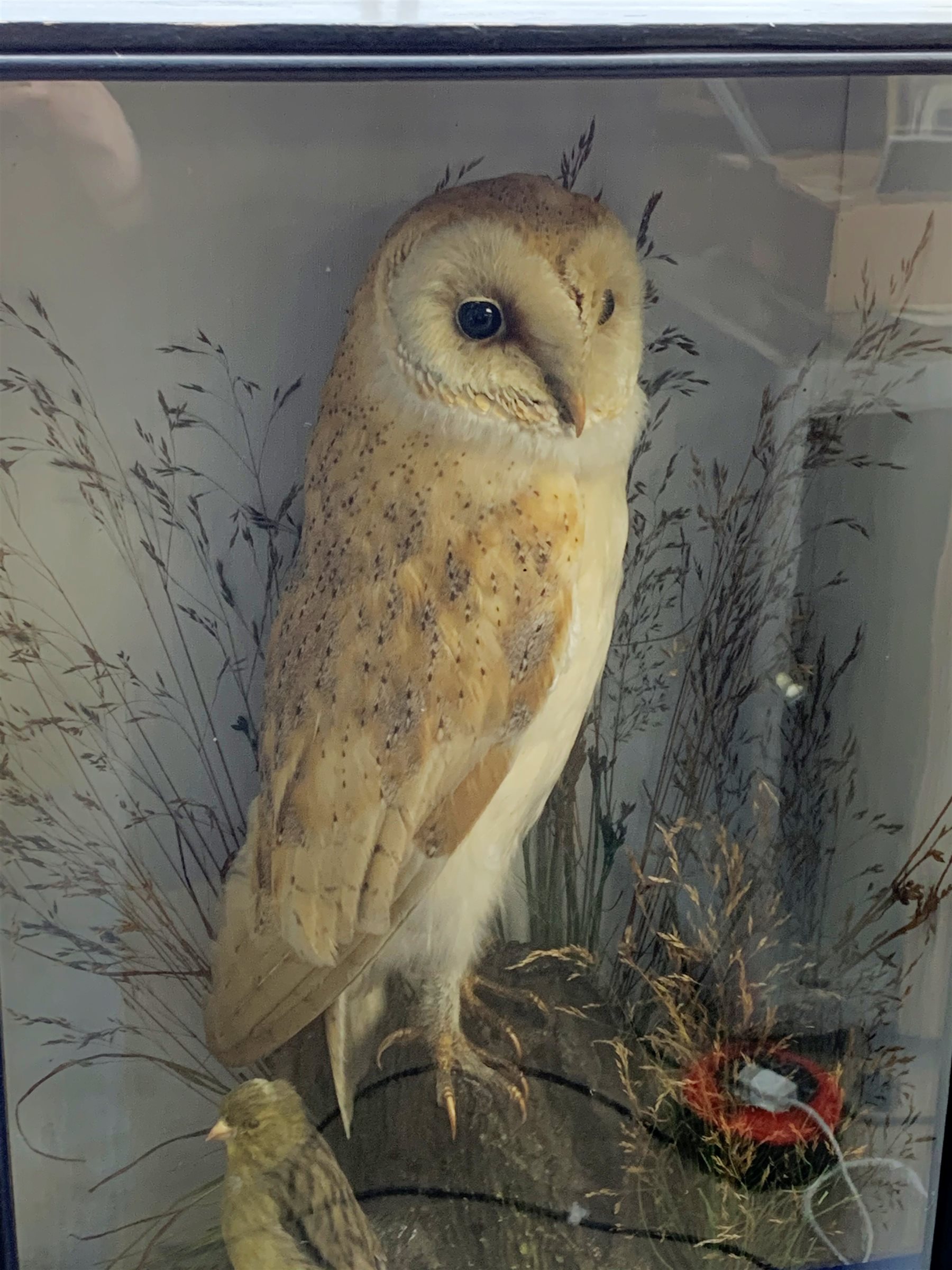 Taxidermy: Early 20th century cased Barn Owl (Tito alba), and finch, in naturalistic setting, perched upon a tree stump, and detailed with long grasses, set against a painted light blue backdrop, encased within an ebonised single pane display case, with taxidermist paper label verso detailed E Allen & Co No 20 Stonegate York, and manuscript label ‘Owl killed by express train York Station 1907, was mounted for signalman W H Kilham’, H49.5cm L32.5cm D17.5cm