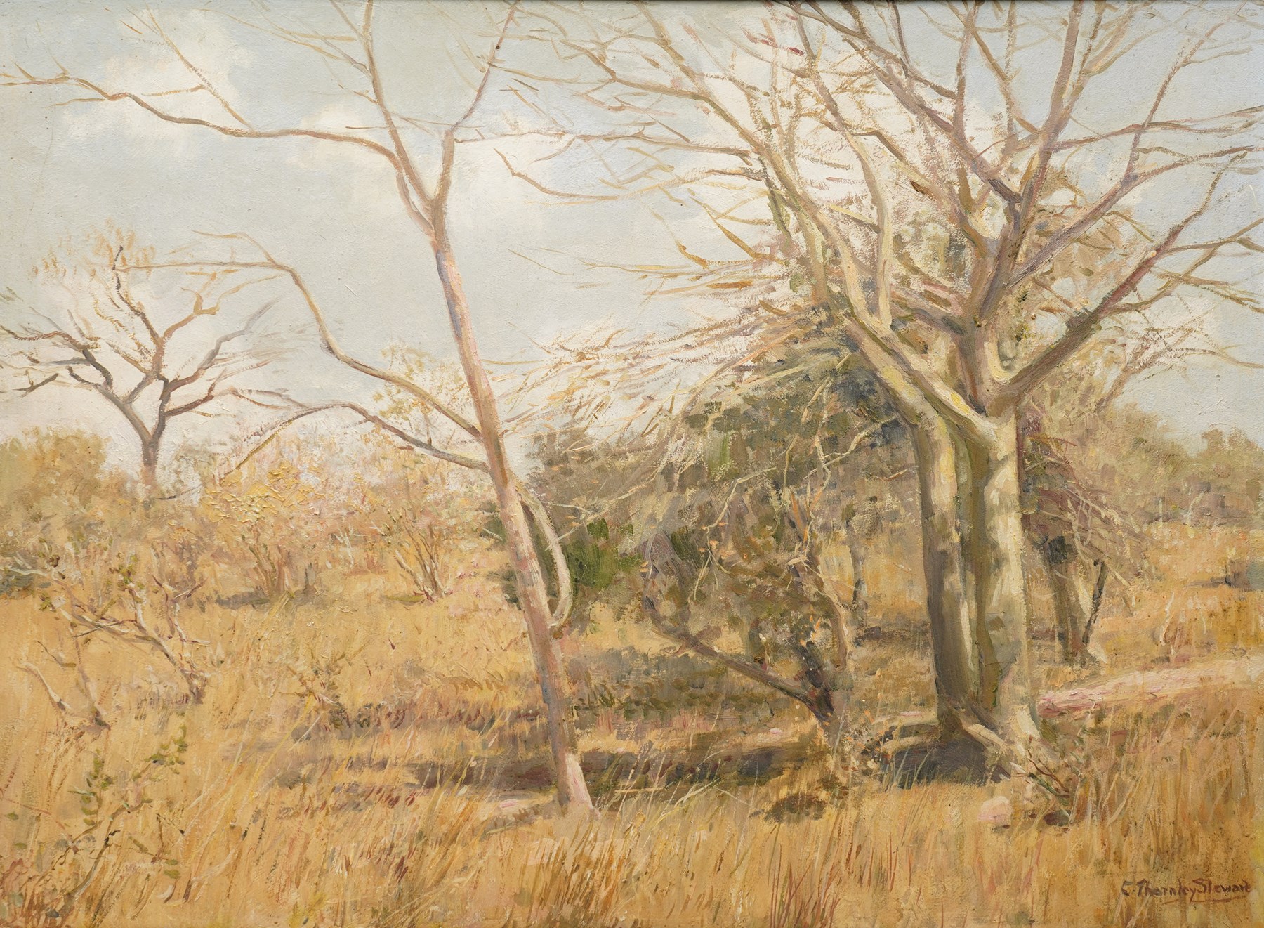 Cecil Thornley Stewart (South African 1881-1967): 'Fever Trees - Eastern Transvaal', oil on board signed, titled on the mount 55.5cm x 76cm