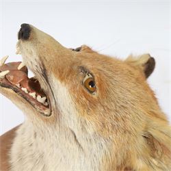 Taxidermy: Red fox mask (Vulpes vulpes), with mouth agape bearing teeth, mounted upon wooden shield