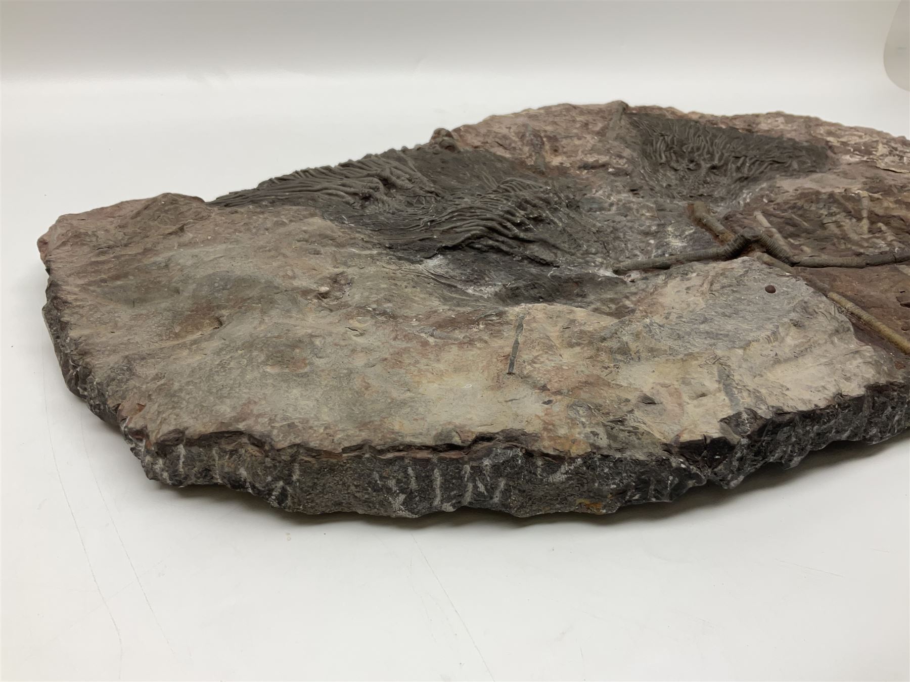 Crinoid sea bed plaque, with two crinoid specimens, probably Scyphocrinites elegans from the Silurian period, H39cm, L61cm