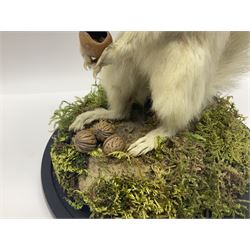 Taxidermy: Victorian albino Squirrel (Sciurus vulgaris), full mount adult, holding a hazelnut, upon naturalistic ground, enclosed beneath later glass dome with ebonised base, H32cm