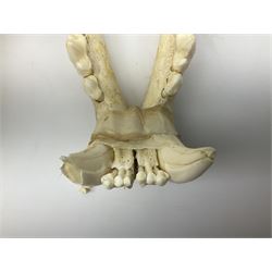 Taxidermy: Lion (Panthera leo), skull L34cm. 
