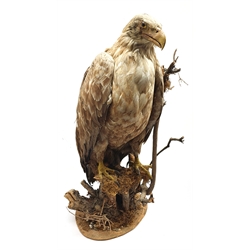 Taxidermy: White-Tailed Sea Eagle (Haliaeetus albicilla), circa 1900-1920, full mount on open display standing atop a branch work base, H68cm
