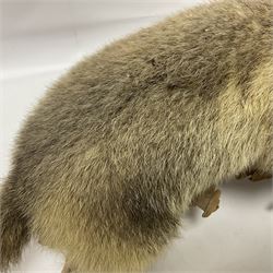 Taxidermy: Alpine Marmot (Marmota marmota), full adult mount stood upon a wooden base, H29cm 