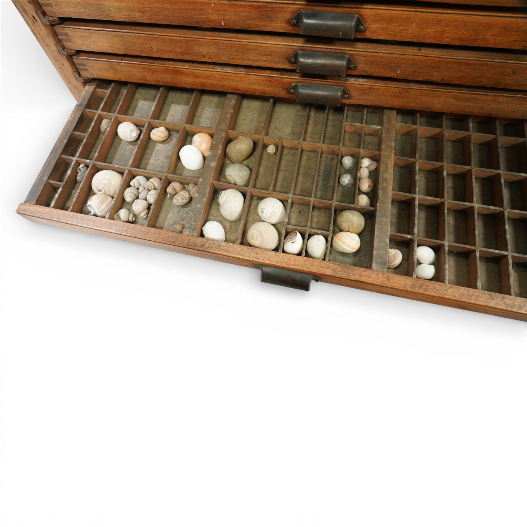20th century oak printers cabinet, the rectangular top over a bank of twelve shallow drawers each fitted with a metal label handle, the drawers internally compartmentalised and containing an assortment of shells, raised on a shaped plinth base