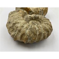 Pair of limestone Ammonite fossils, age; Cretaceous period, location; Morocco, D10cm