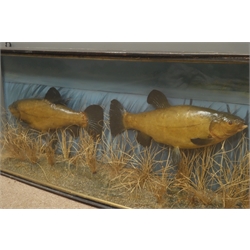  Taxidermy - a pair of Tench in naturalistic underwater setting, in glazed case, W112cm, H51cm   