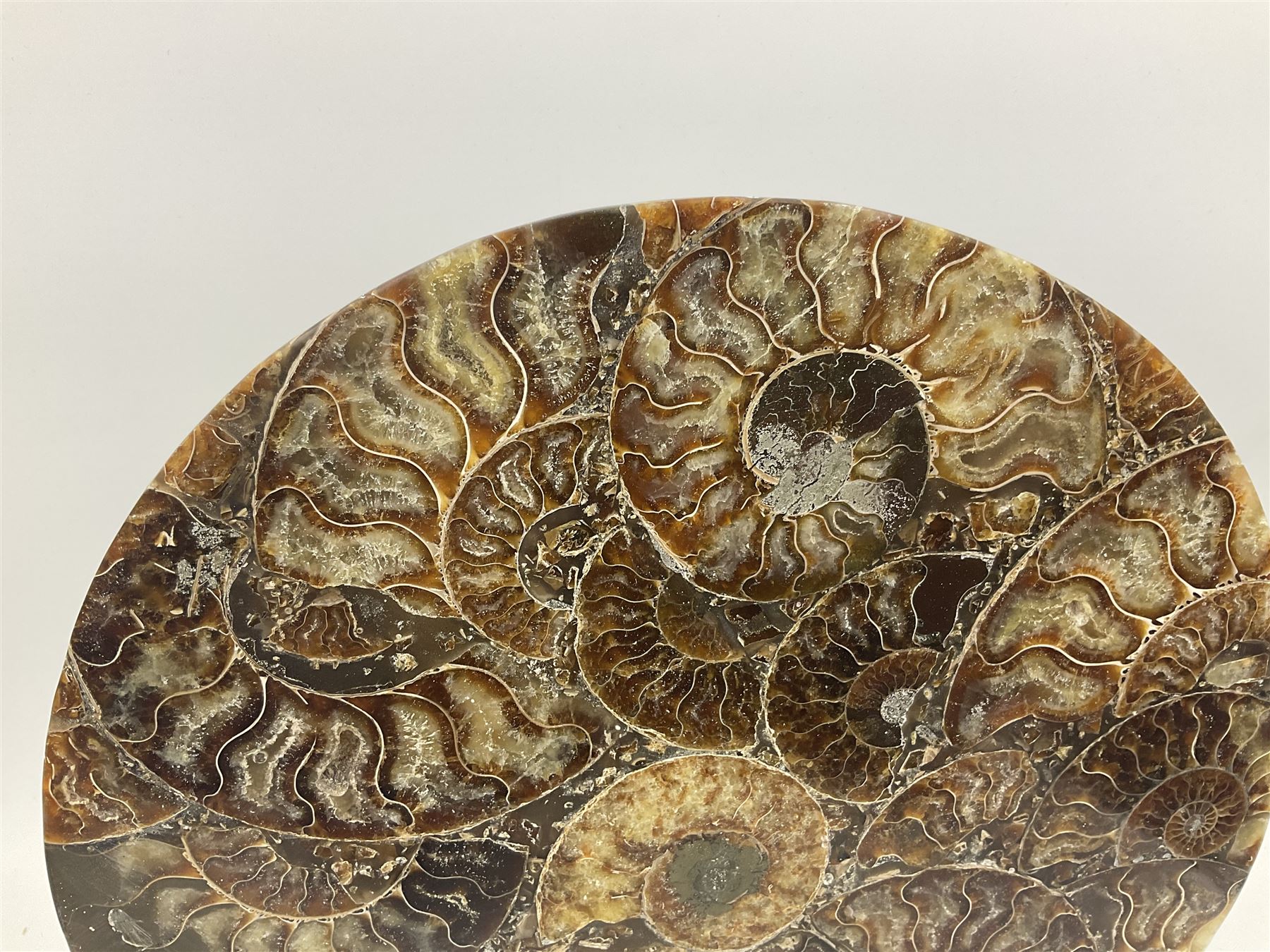 Polished ammonite plate, formed of individual ammonites age; Jurassic period, upon an ebonised stand, D27cm