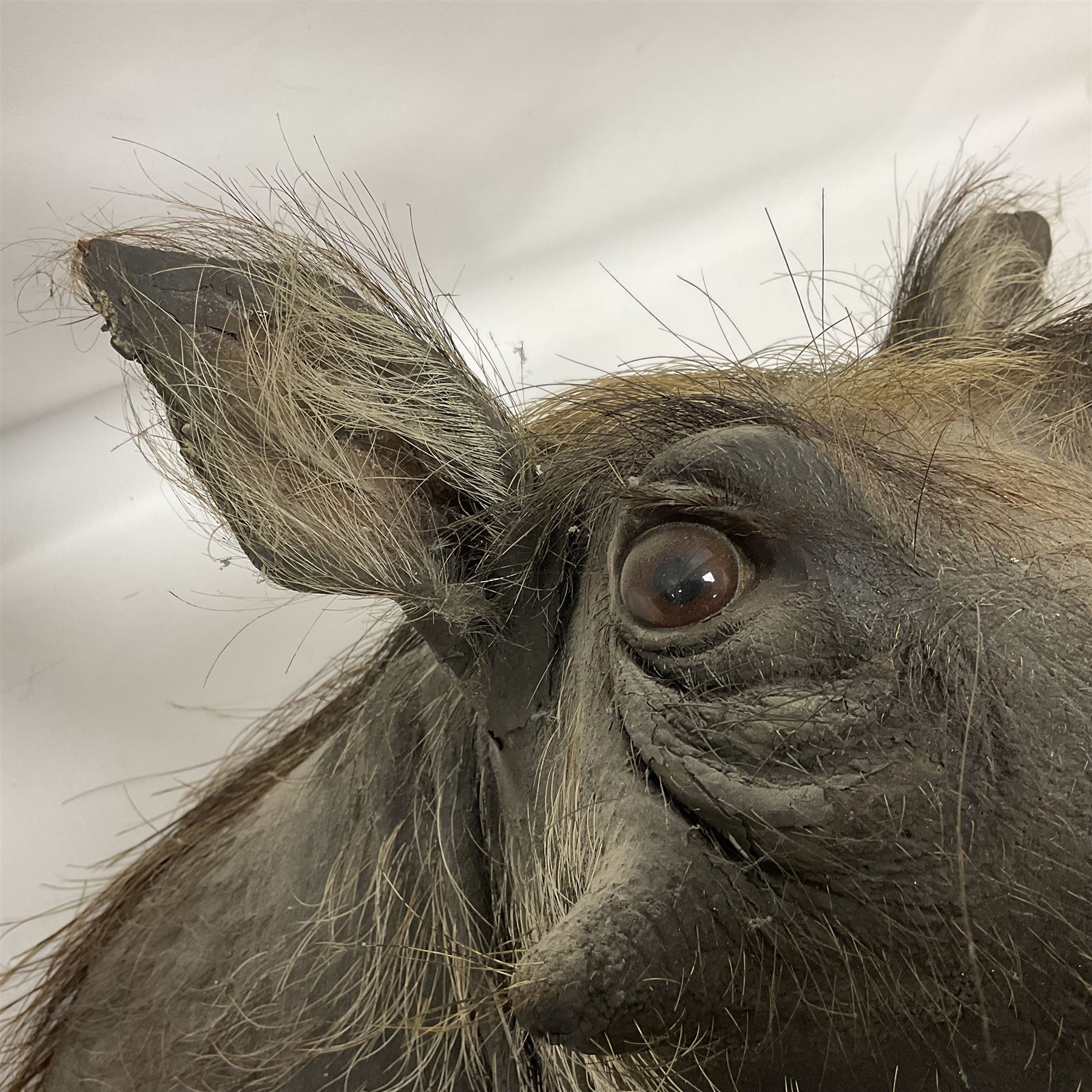 Taxidermy: A Common Warthog (Phacochoerus africanus), a large adult head mount looking straight ahead, D50cm