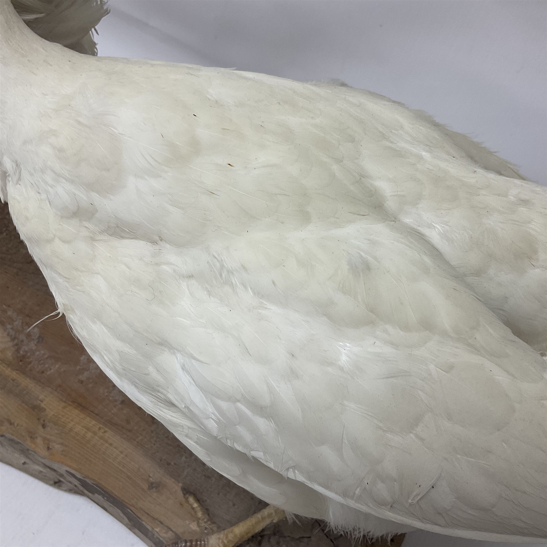 Taxidermy; pair of Common Pheasants (Phasianus Colchicus), white cock and hen adult mounts, upon a wooden base, H51cm  