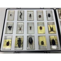 Entomology: collection of fifty two insect specimens, each in an acrylic block, to include Giant Scorpion, Rhinoceros Beetle, Praying Mantis, Millipede, Flower Mantis, Exotic Planthopper, Blue Weevil etc 