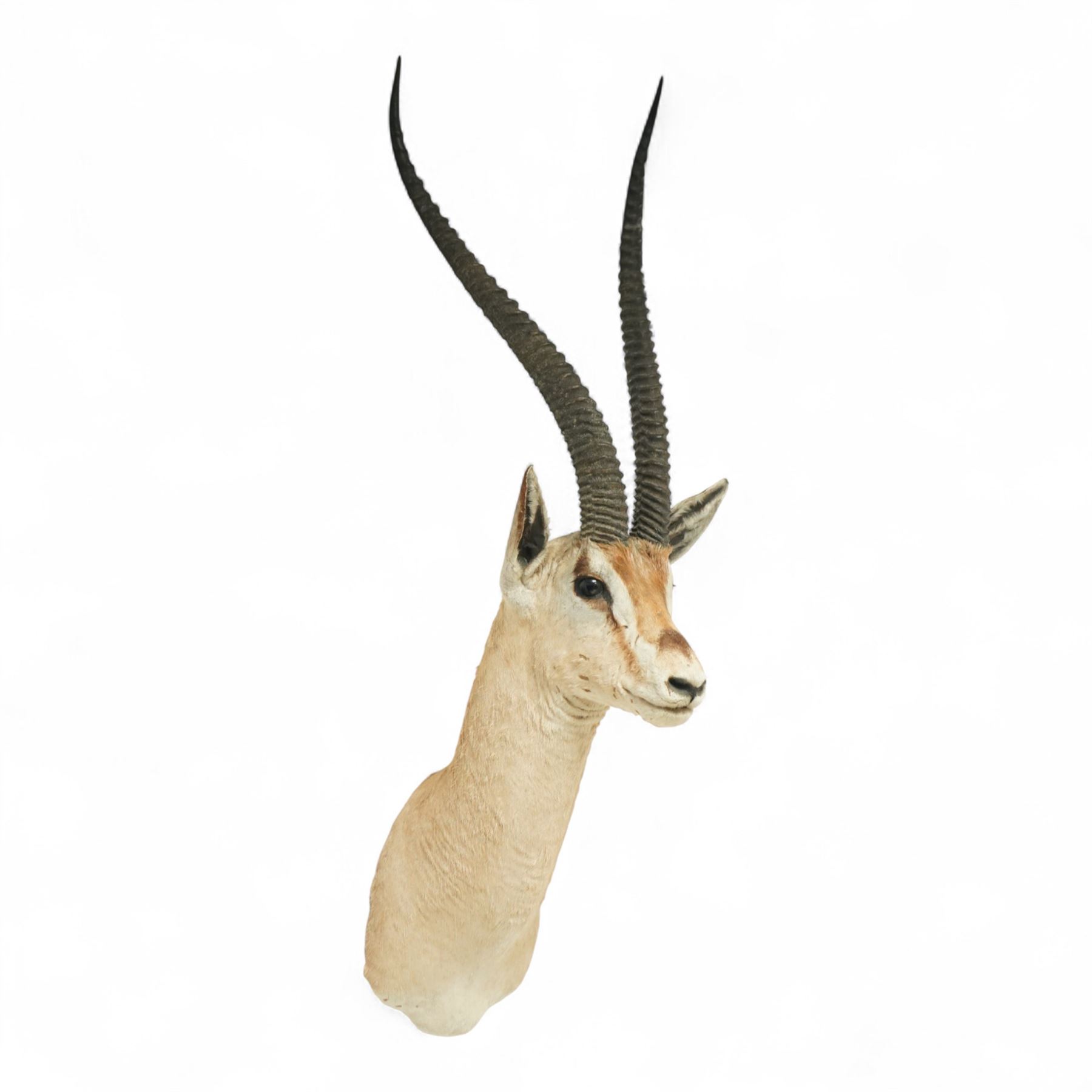 Taxidermy - Northern Grants Gazelle (Nanger notata), adult male shoulder mount looking straight ahead, H106cm