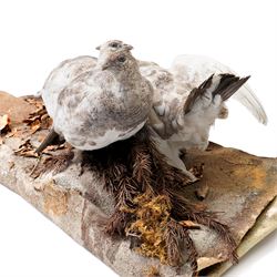 Taxidermy - English Grey Partridge (Perdix Perdix), three adult mounts upon naturalistic setting, including base W73cm