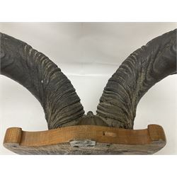 Antlers/Horns: Greater Kudu (Tragelaphus Strepsiceros), Pair of Kudu curved horns on partial skull, mounted on an oak shield, H120cm