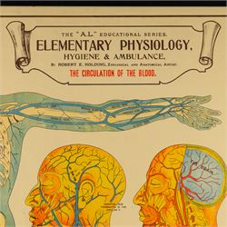 Complete set of eight 'AL Educational Series Elementary Physiology Hygiene and Ambulance' medical posters by Robert R Holding (Zoological and Anatomical artist), published by E J Arnold & Son Ltd of Leeds, Glasgow and Belfast, all framed