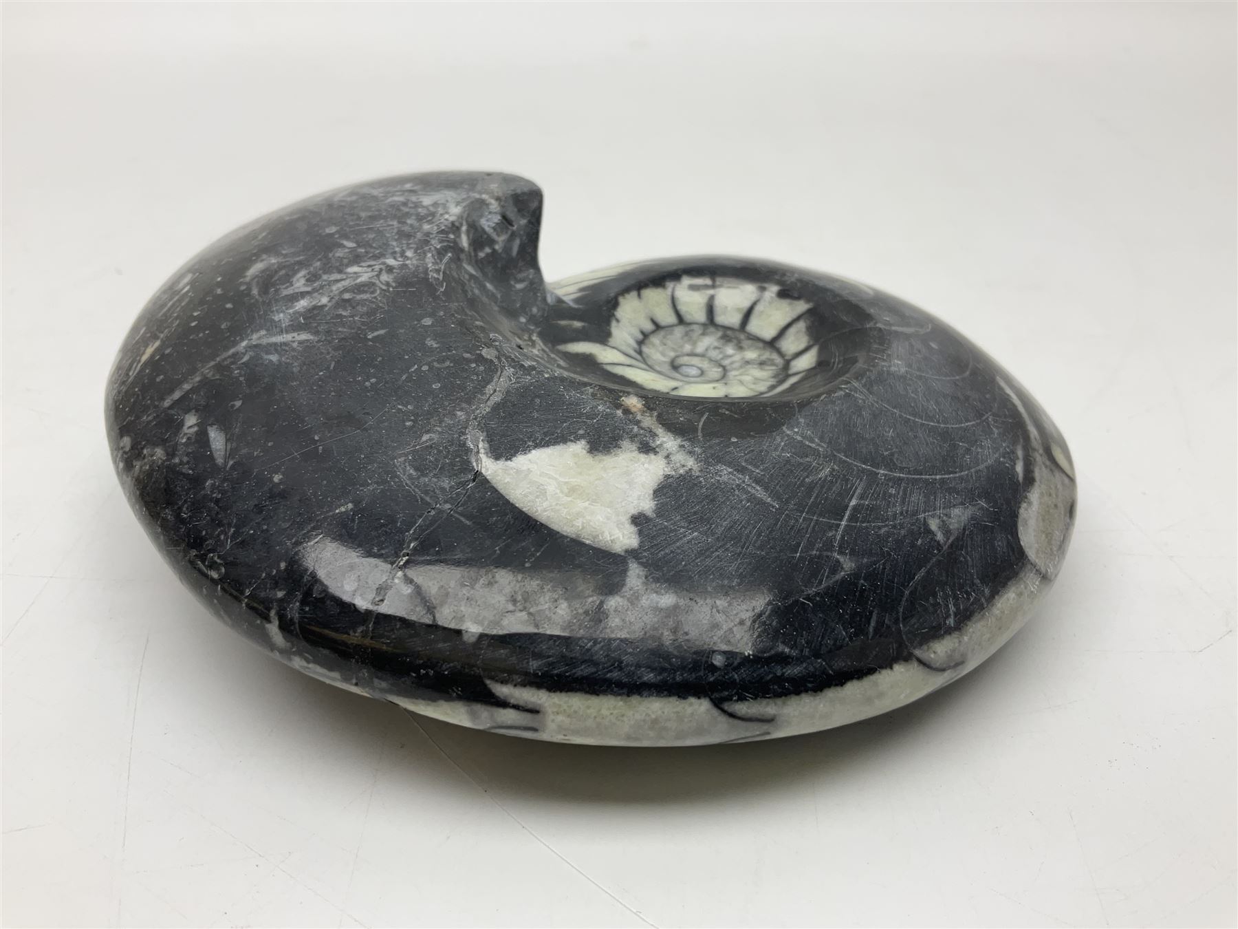 Polished Goniatite; Devonian period, H13cm, L16cm 