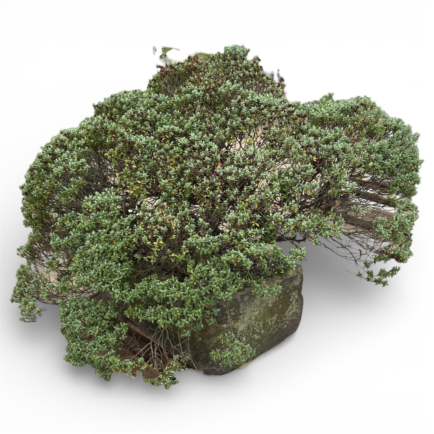 19th century stone trough, planted