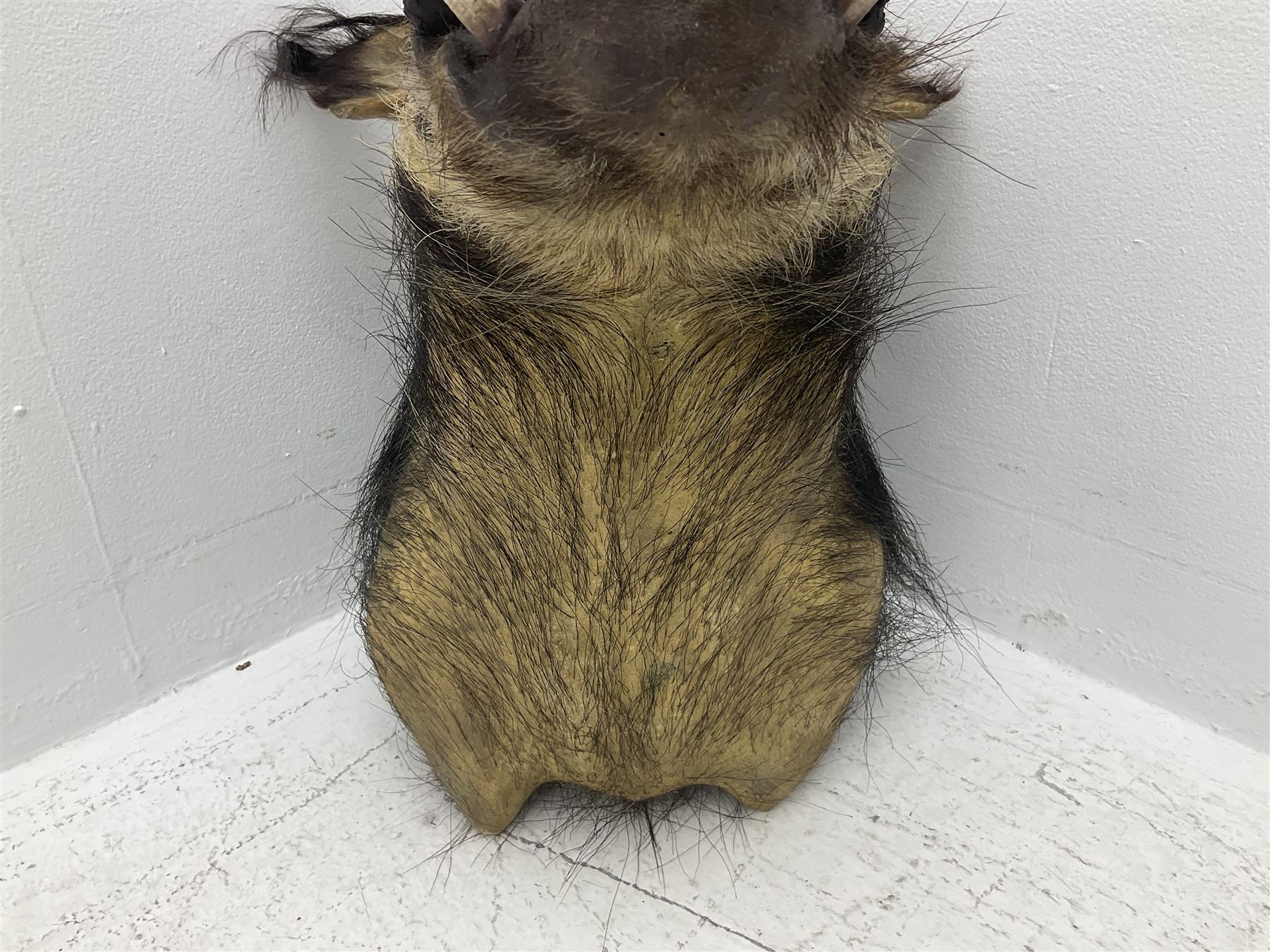 Taxidermy: African bushpig (Potamochoerus larvatus), male shoulder mount looking straight ahead, with mouth agape,  D55cm