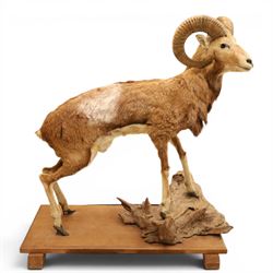 Taxidermy - Mouflon Ram (Ovis gmelini), full adult male mount on open display with front l...