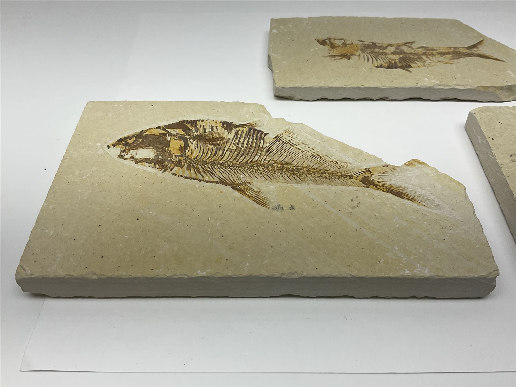 Three fossilised fish (Knightia alta) each in an individual matrix, age; Eocene period, location; Green River Formation, Wyoming, USA, largest matrix H9cm, L15cm