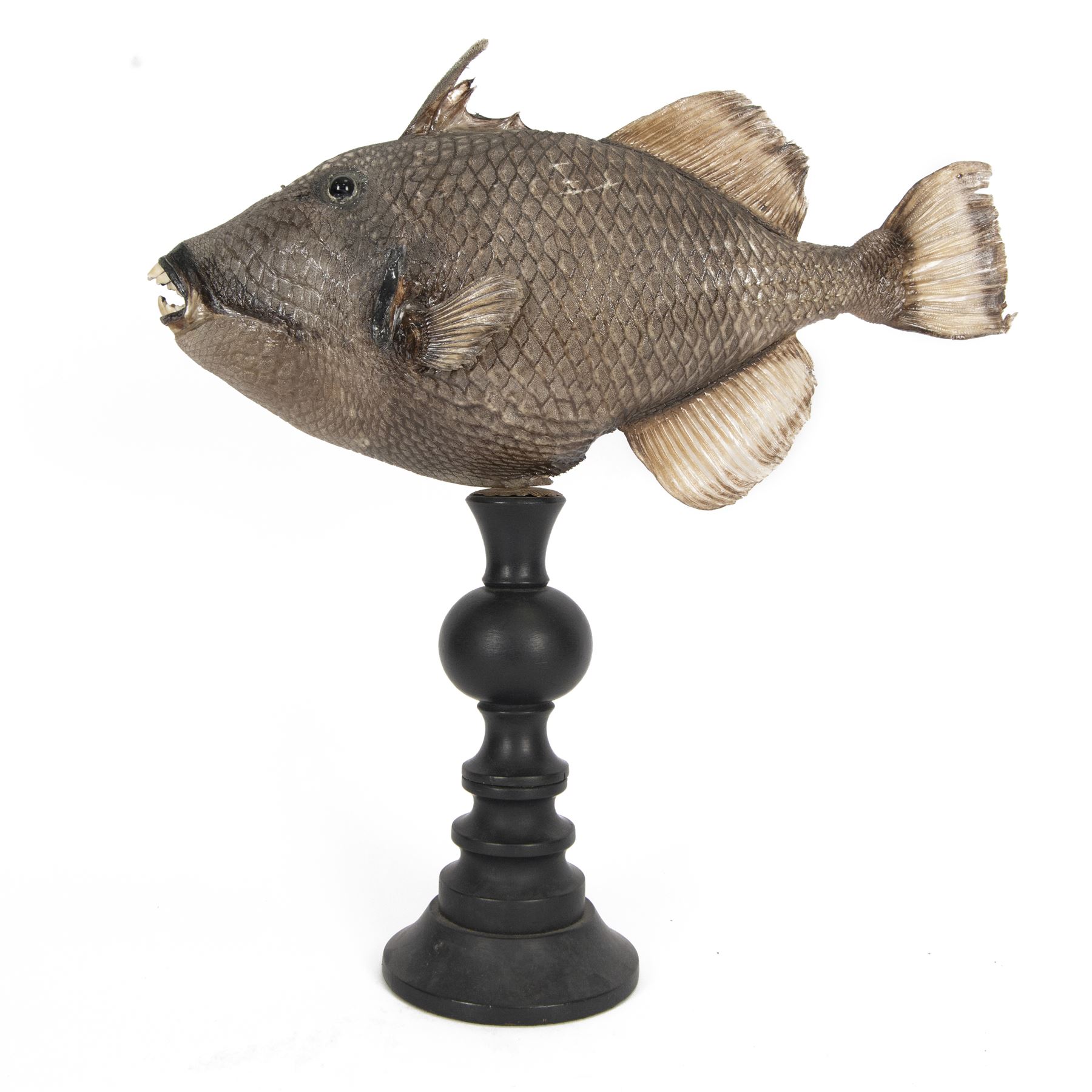 Taxidermy; Preserved Triggerfish (Balistidae), full adult mount, mounted upon an ebonised pedestal, fish L48cm, overall H50cm