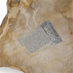 Petrified wood dish, three spiral fossil dishes and other similar examples, and a collection of shells