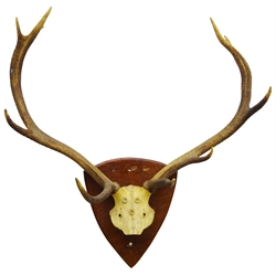  Taxidermy - Pair red deer antlers on cut upper frontlet, ten points mounted on oak shield, W76cm   