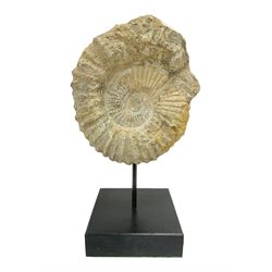 Large ammonite fossil, mounted upon a rectangular wooden base, age; Cretaceous period, location; Morocco, H37cm