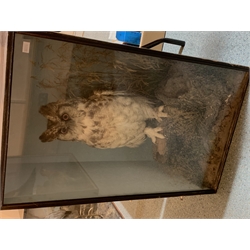 Taxidermy: Victorian cased Great Horned Owl (Bubo virginianus), perched upon a tree stump, in naturalistic setting with long and short grasses, set against a pale blue painted backdrop, enclosed within an ebonized single pane display case, with paper label verso inscribed Giant Horned Owl from N America, H84cm L51.5cm D29cm