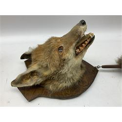 Taxidermy: Red fox mask (Vulpes vulpes), with mouth agape bearing teeth and ears back, mounted upon wooden shield, with brush, shield H24cm
