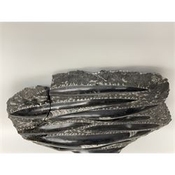 Orthoceras fossil group, age: Devonian period, H33cm, L30cm