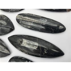 Ten individual polished orthoceras fossils, age; Devonian period, location; Morocco, largest L13cm, W4cm
