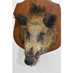 Taxidermy: European Wild Boar (Sus scrofa), adult male neck mount looking straight ahead, upon a wooden shield D45cm