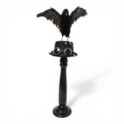 Taxidermy: Carrion Crow (Corvus corone), perched upon a steampunk hat, with wings open, H94cm
