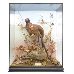 Taxidermy: Cased pair of Ring-necked Pheasants (Phasianus colchicus), pair of full adults mount, mounted amidst naturalistic setting, against a graduated watercolour backdrop, enclosed within a ebonised four pane glass display case, bearing data plaque 'A Pair of Pheasants Shot By Barry Fehily at Uphall, Herts, on 21st December 1996' H82cm W62cm