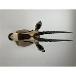 Taxidermy: Beisa Oryx (Oryx beisa beisa), adult male shoulder mount looking straight ahead, approximately H120cm