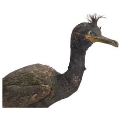 Taxidermy:  Red-Breasted Merganser (Mergus serrator) full adult mount on open display and Cormorant (Phalacrocorax carbo) full adult mount on open display, cormorant H44cm 