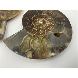 Two ammonite fossil slices, with polished finish, age: Cretaceous period, location: Madagascar, D10cm