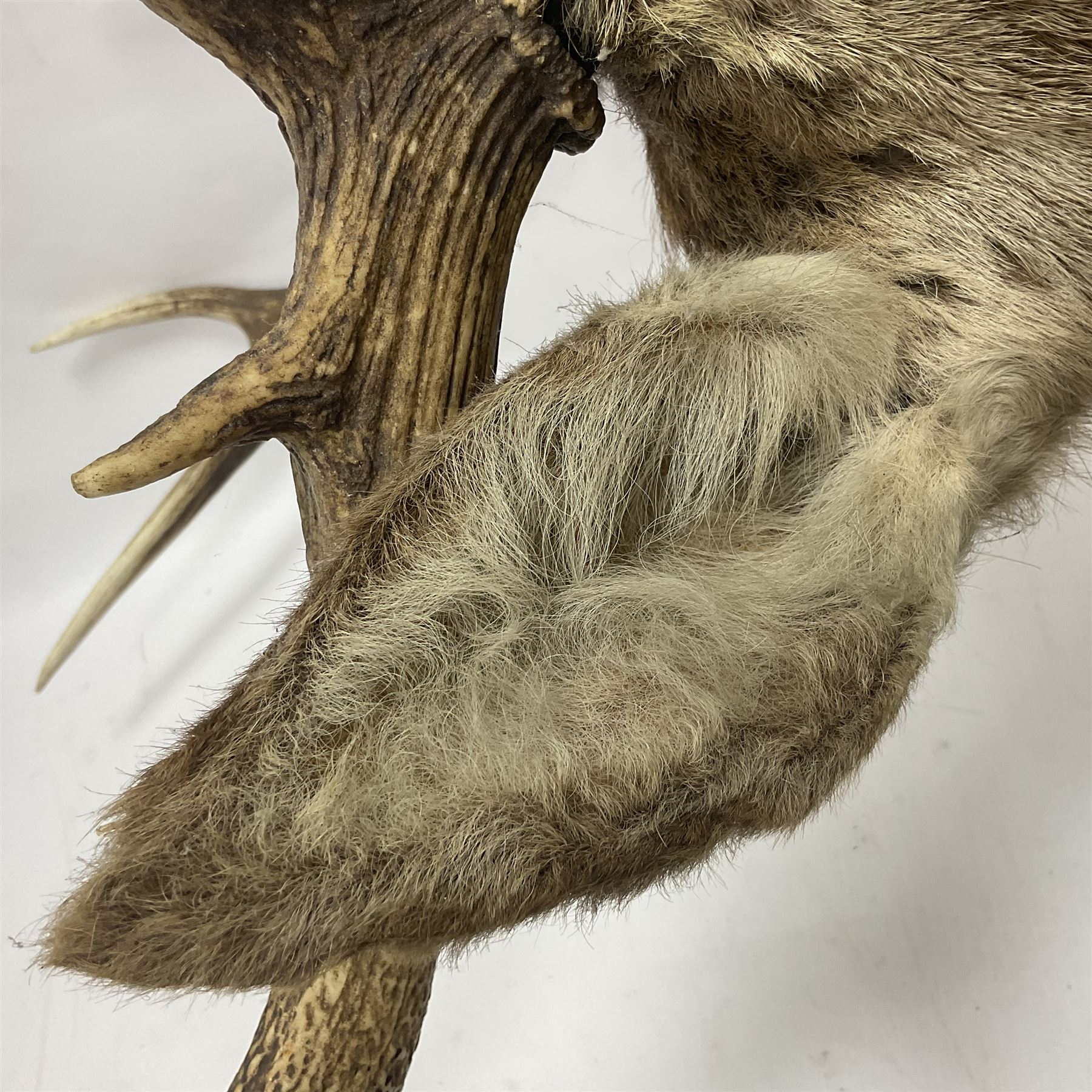 Taxidermy: Red Deer (Cervus elaphus), adult male imperial stag shoulder mount looking straight ahead, eleven point antlers, mounted upon a shaped wooden shield, D65cm