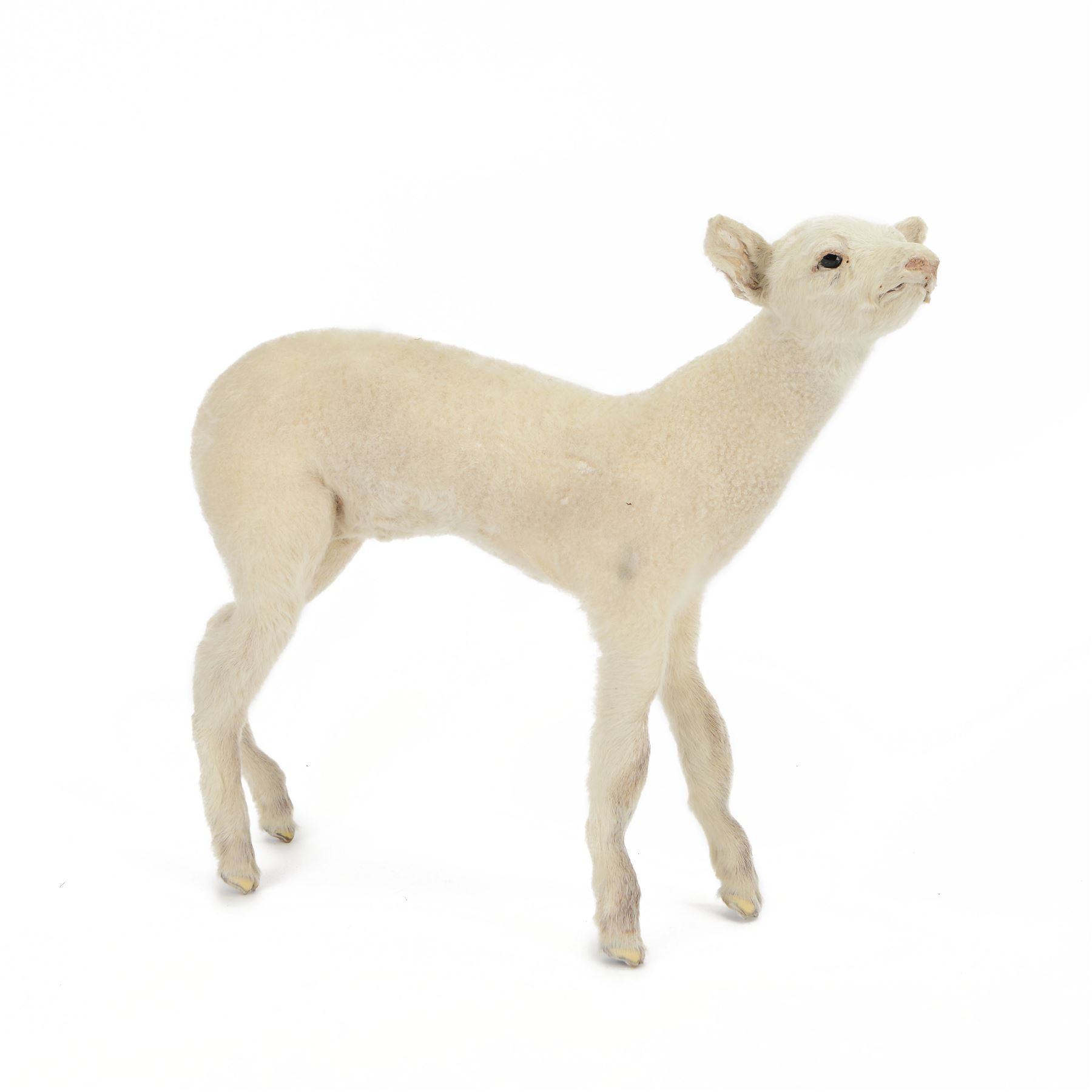 Taxidermy: Domestic Lamb (Ovis aries), full open display mount stood with head upturned to the right, H50cm, L45cm 