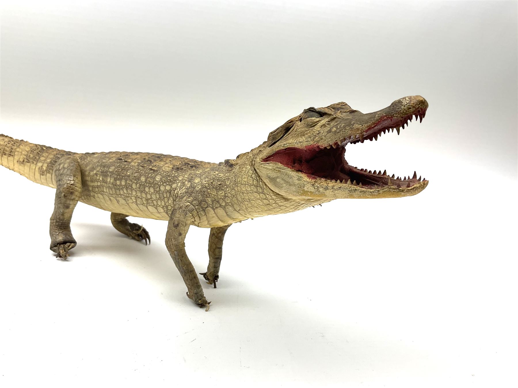 Taxidermy: Spectacled Caiman (Caiman crocodilus), H16cm, L64cm.