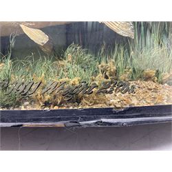 Taxidermy: Brown trout (Salmo trutta), skin mount set above a pebbled river bed with reeds and ferns, against blue painted back drop, enclosed within an ebonised bow-front display case, with 'Costa Beck May 27th 1911, Weight 2 1/2lbs', inscribed to the glass, H34cm, L58cm 