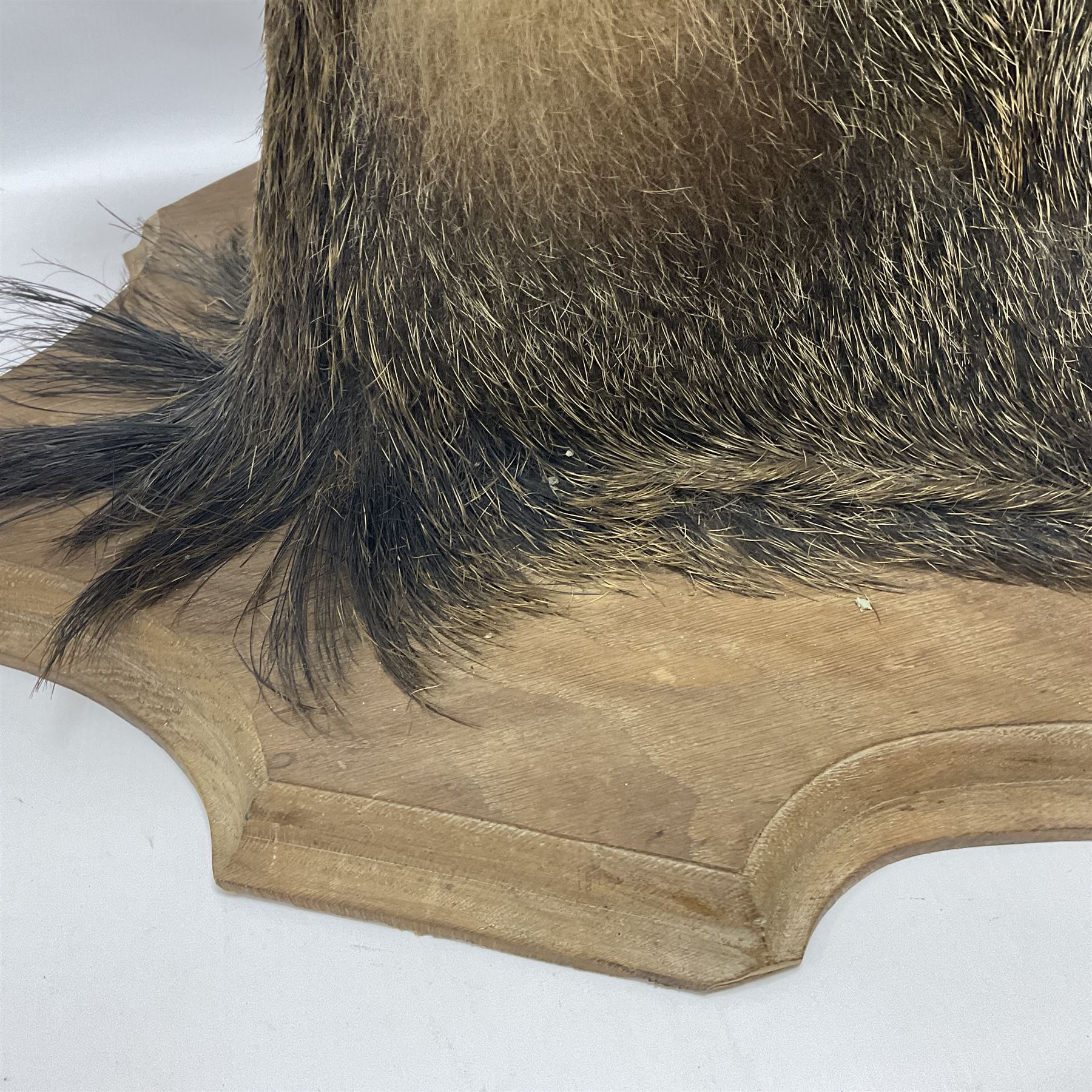 Taxidermy: European Wild Boar (Sus scrofa), adult male shoulder mount looking straight ahead mouth agape, mounted upon a wooden shield, D52cm