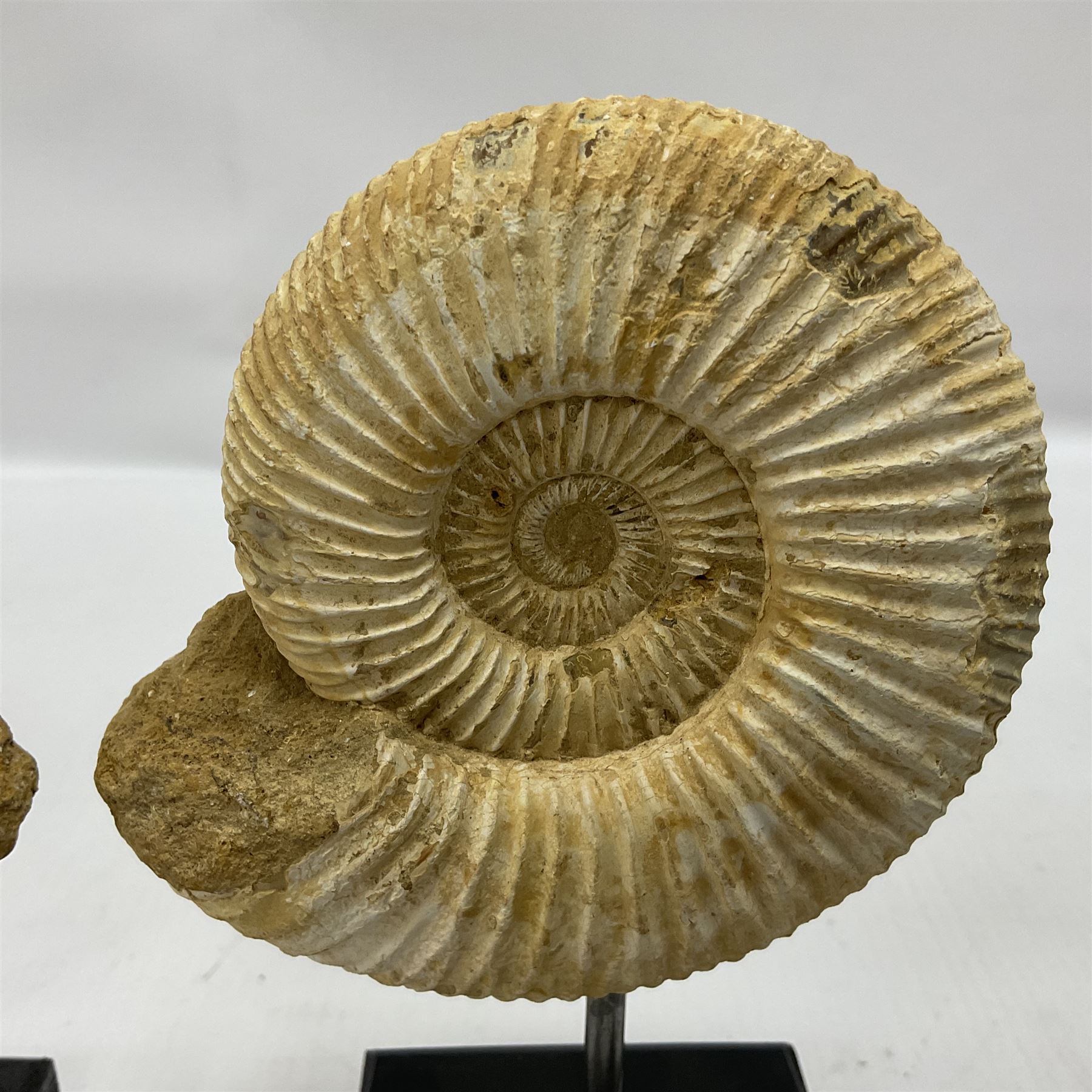Pair perisphinctes ammonite fossils, each individually mounted upon a rectangular wooden base, age; Middle Jurassic location; Madagascar 