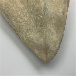 Large Megalodon (Otodus Megalodon) tooth fossil, age; Miocene period, H13cm, W13cm